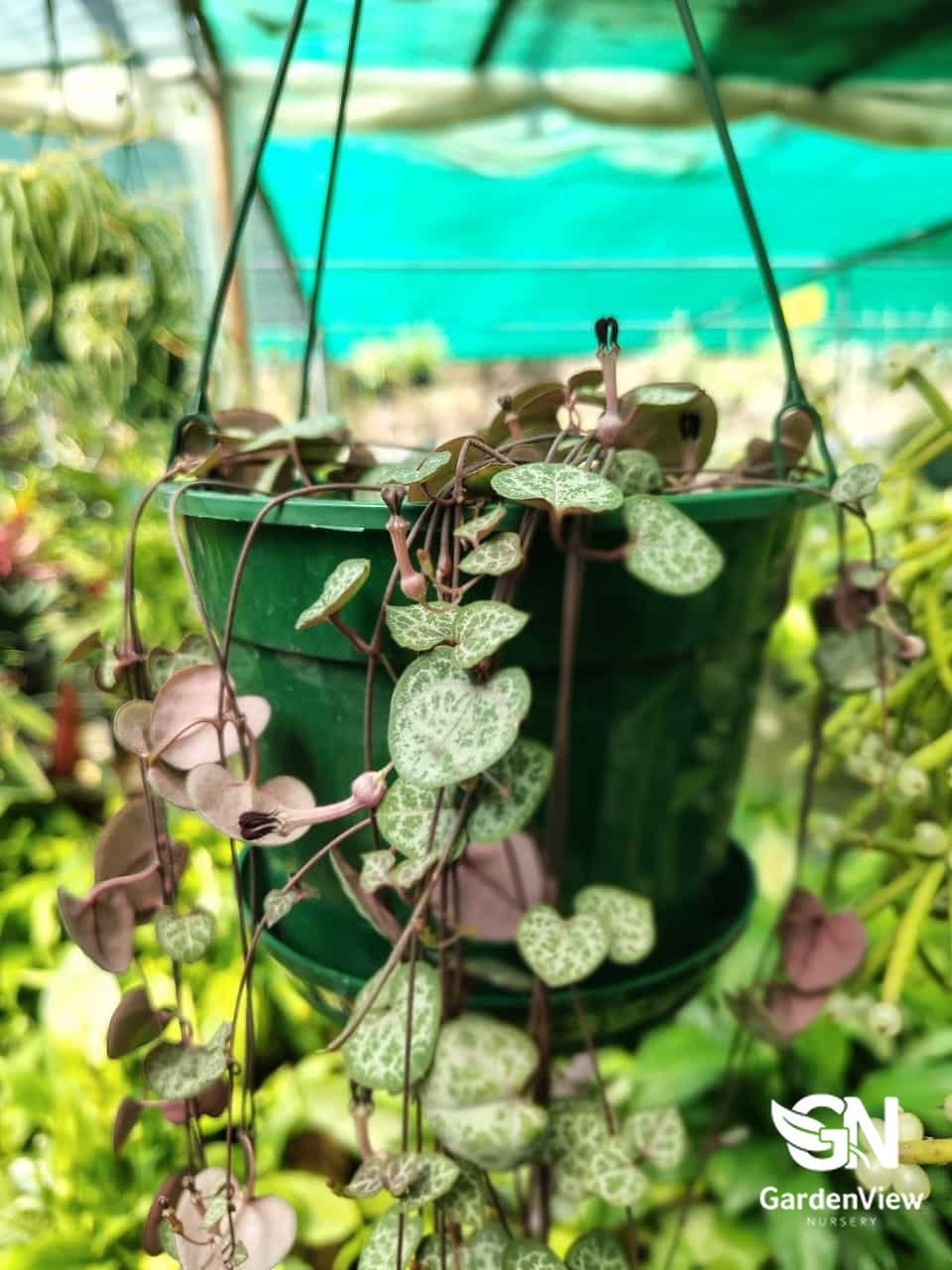 Ceropegia Woodii (Chain Of Hearts) - Indoor Plants - Garden View Nursery