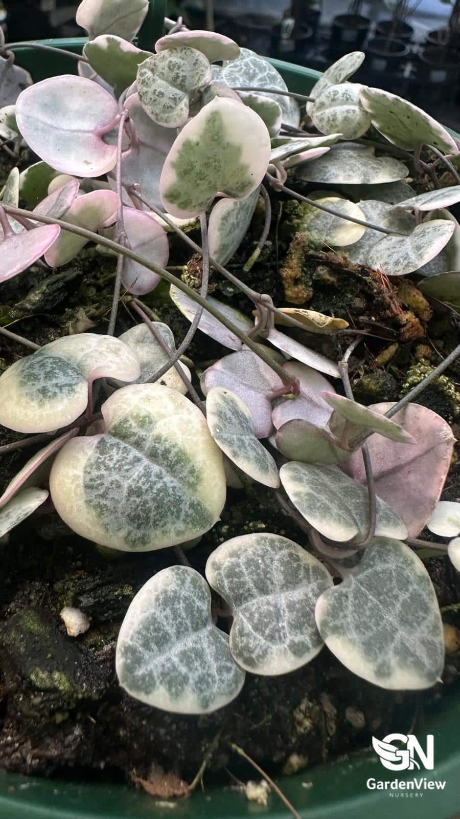 Ceropegia Woodii (Chain Of Hearts Variegated) - Indoor Plants - Garden View Nursery