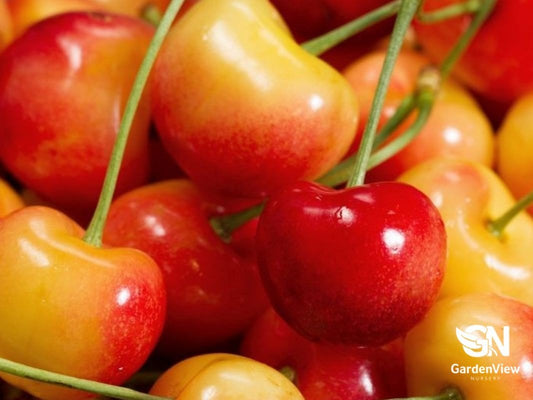 Cherry Rainier - Fruit Trees - Garden View Nursery