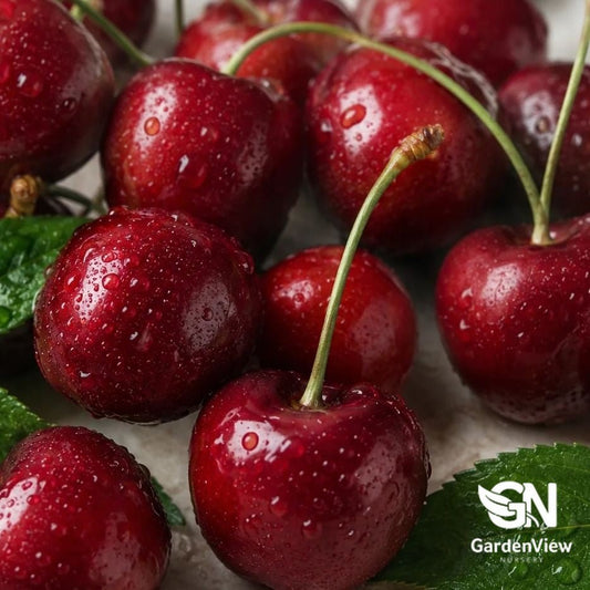 Cherry Simone - Fruit Trees - Garden View Nursery