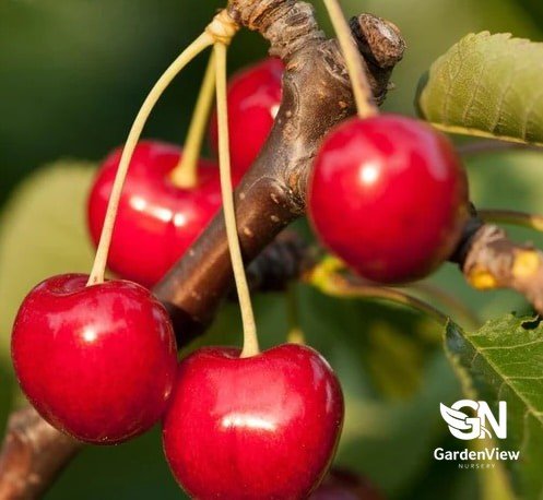 Cherry Stella - Fruit Trees - Garden View Nursery