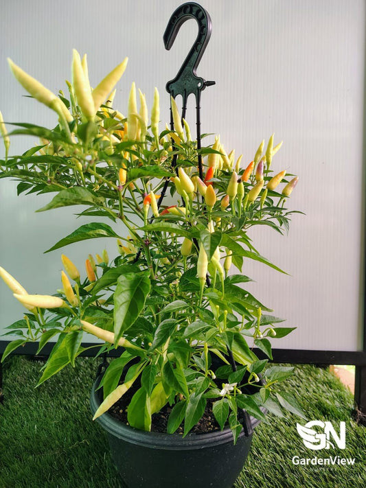 Chilli Mixed - Indoor Plants - Garden View Nursery