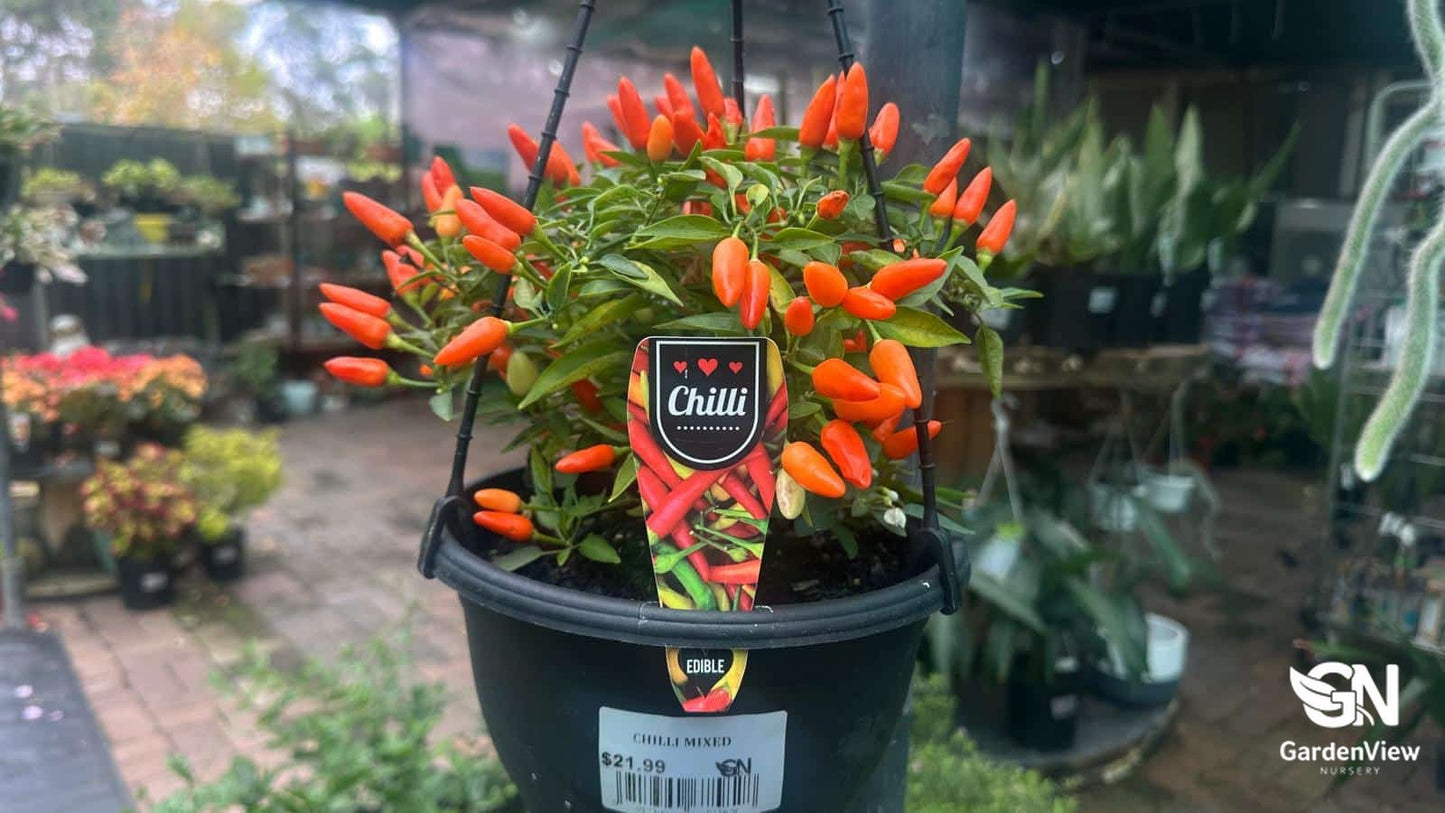 Chilli Mixed - Indoor Plants - Garden View Nursery