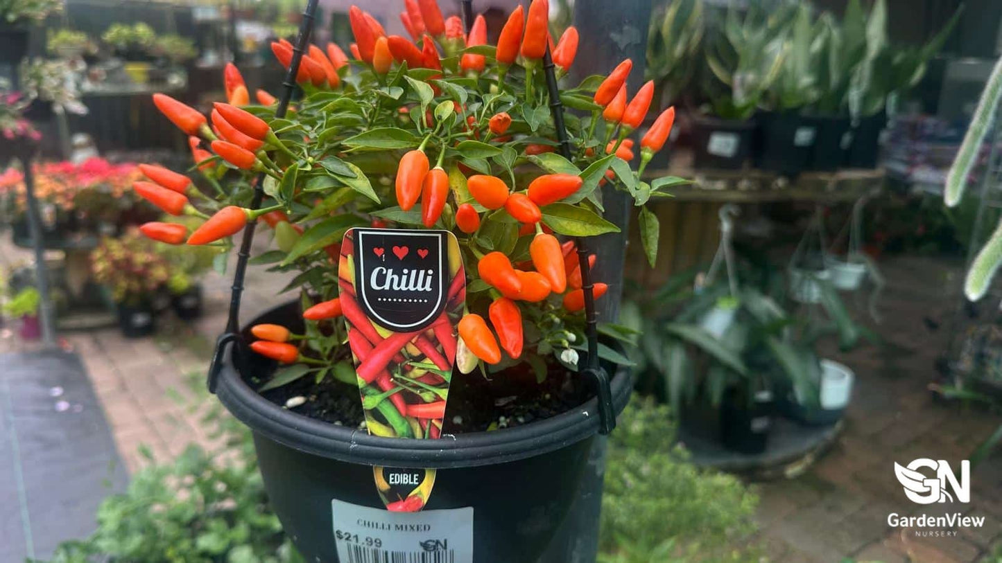 Chilli Mixed - Indoor Plants - Garden View Nursery