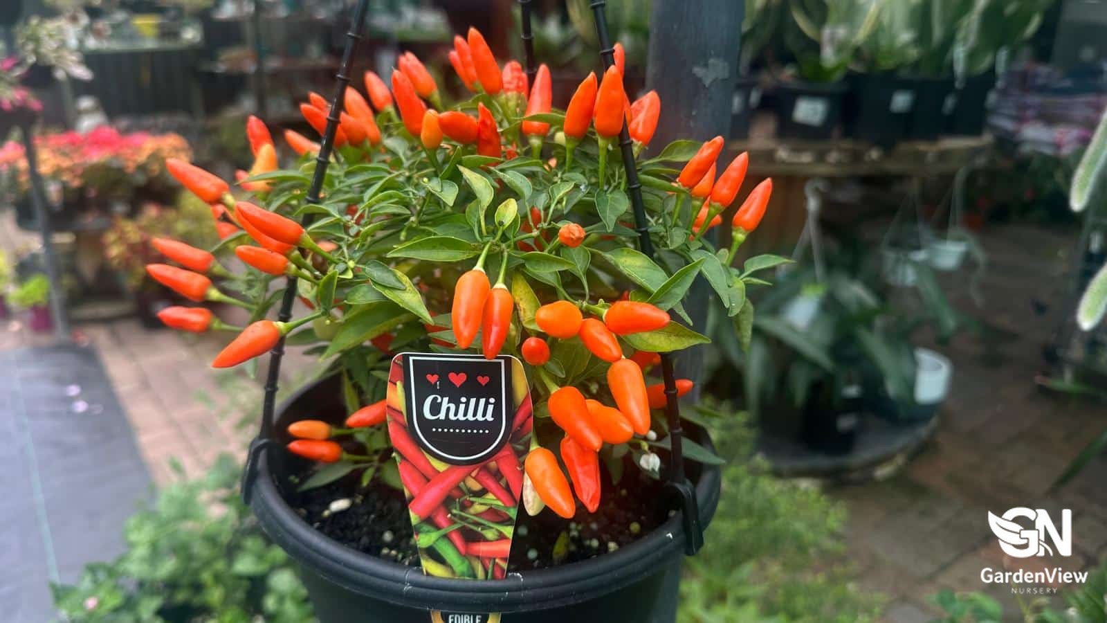 Chilli Mixed - Indoor Plants - Garden View Nursery