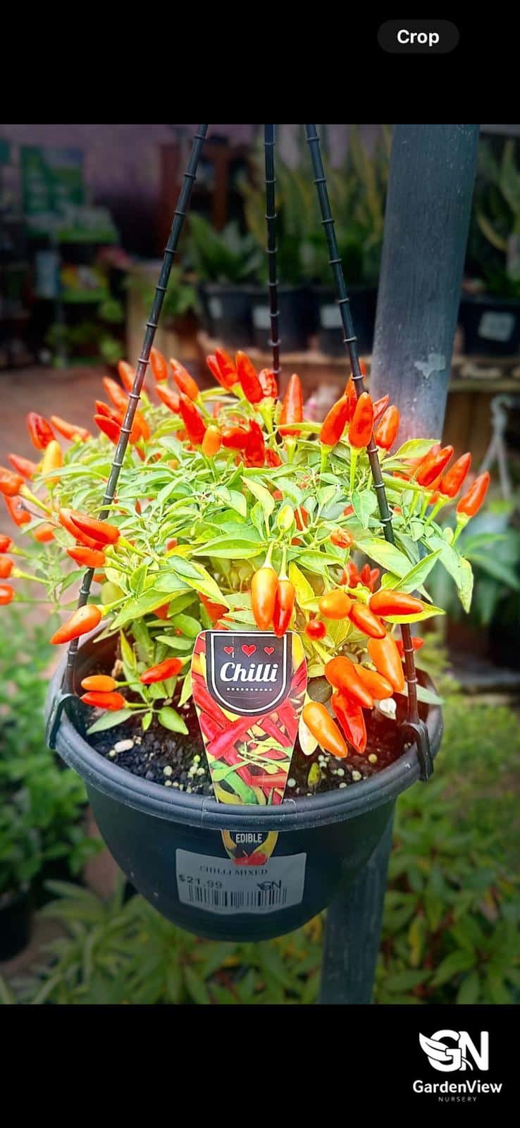 Chilli Mixed - Indoor Plants - Garden View Nursery
