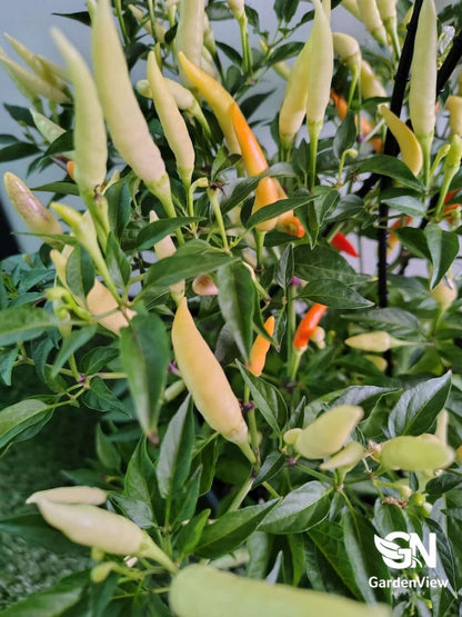 Chilli Mixed - Indoor Plants - Garden View Nursery