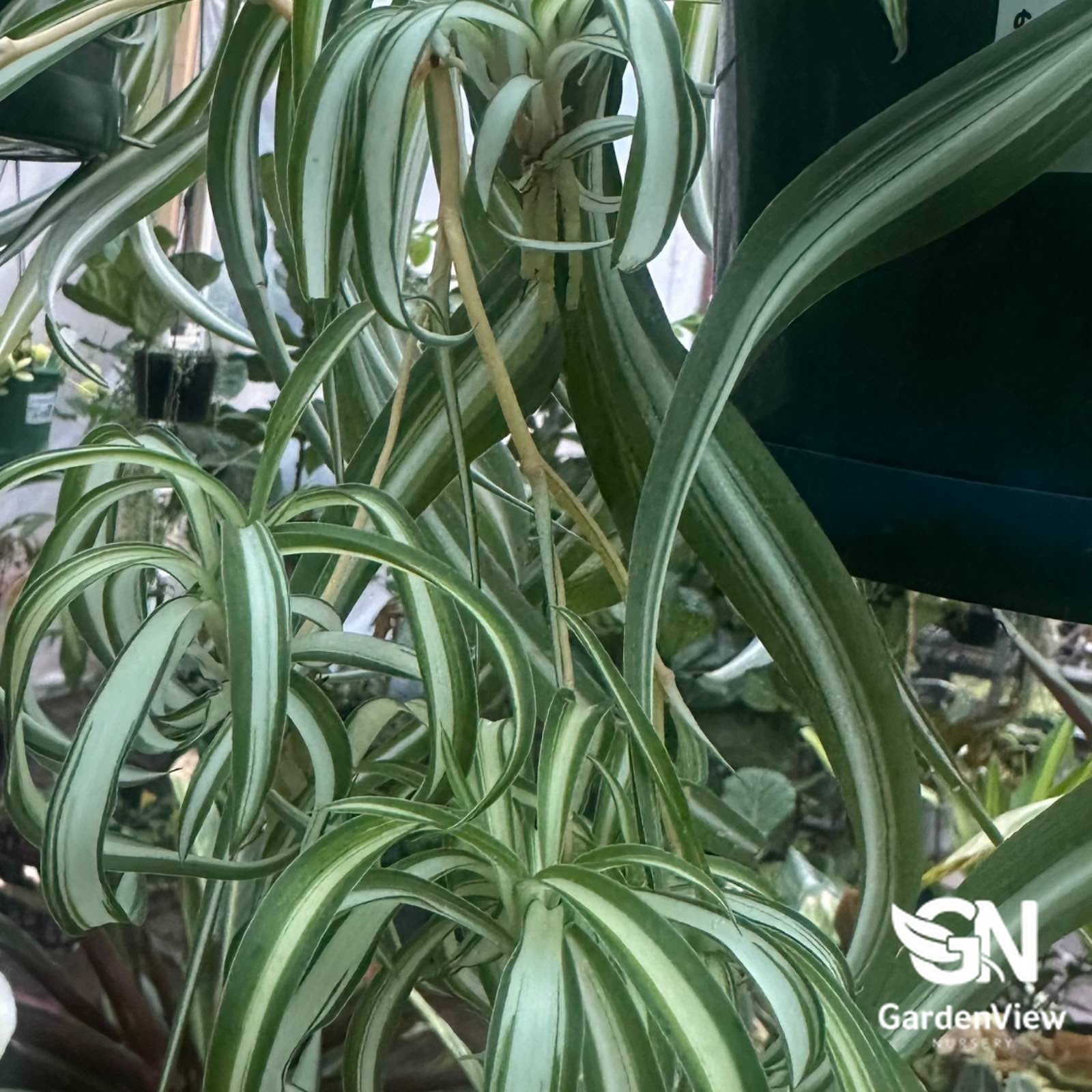 curly spider plant for sale Chlorophytum Bonnie Curly | Curly Spider Plant