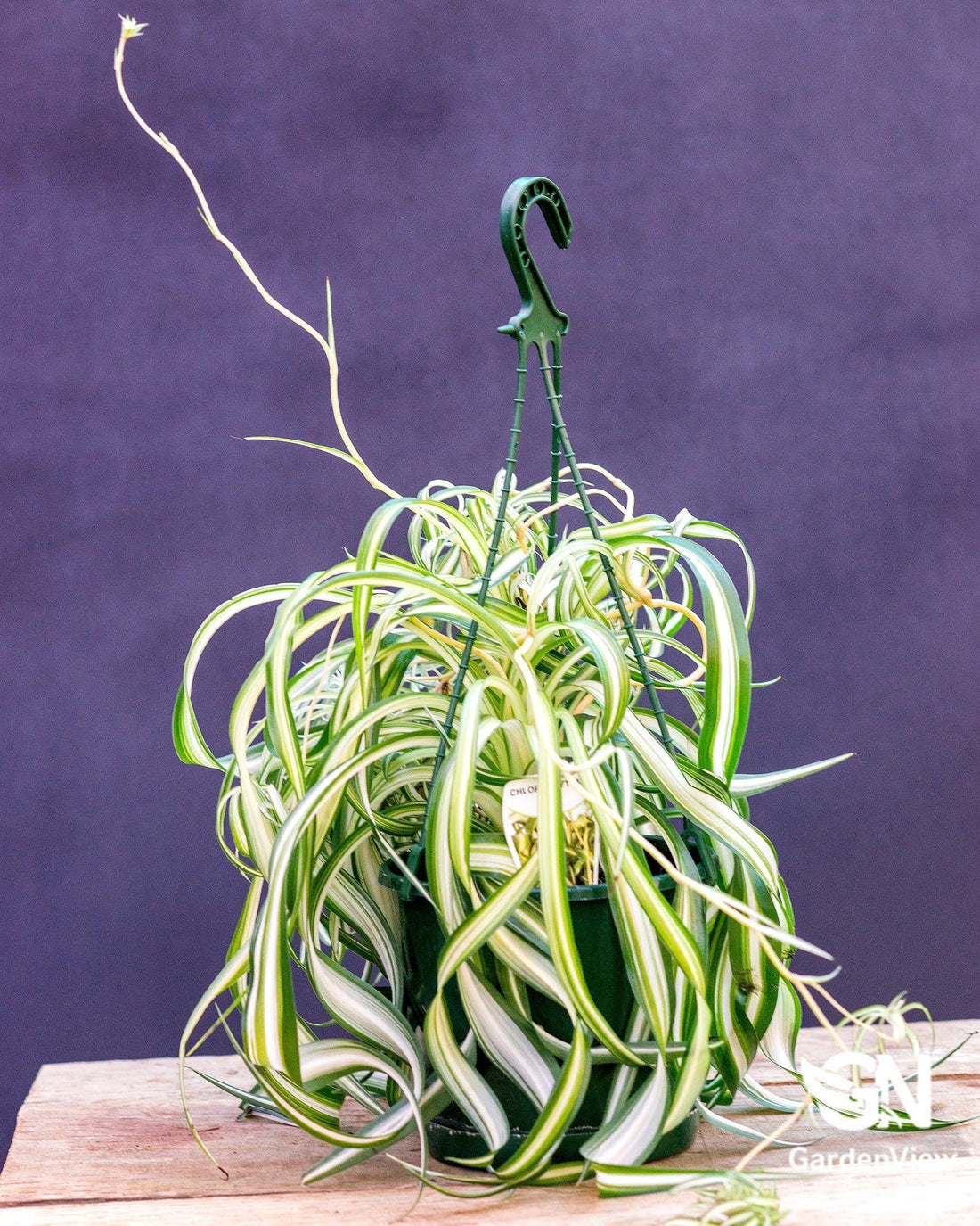Chlorophytum Bonnie Curly - Indoor Plants - Garden View Nursery