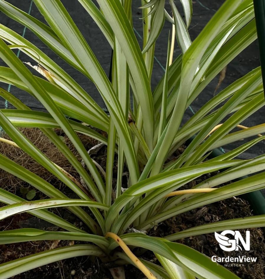 Chlorophytum Spider Plant (Spider Plant) - Indoor Plants - Garden View Nursery