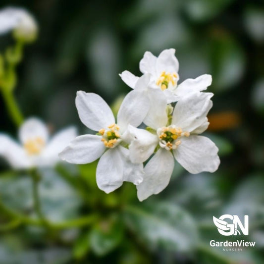 Choisya Ternata - Shrubs - Garden View Nursery