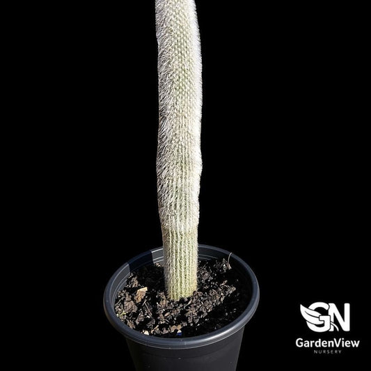 Cleistocactus Strausii (Silver Torch) - Cactus - Garden View Nursery