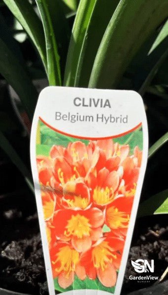 Clivia Belgium Hybrid - Shrubs & Trees - Garden View Nursery