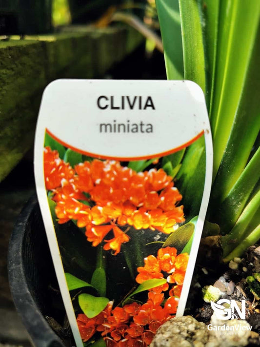 Clivia Miniata Belgian Orange - Shrubs & Trees - Garden View Nursery