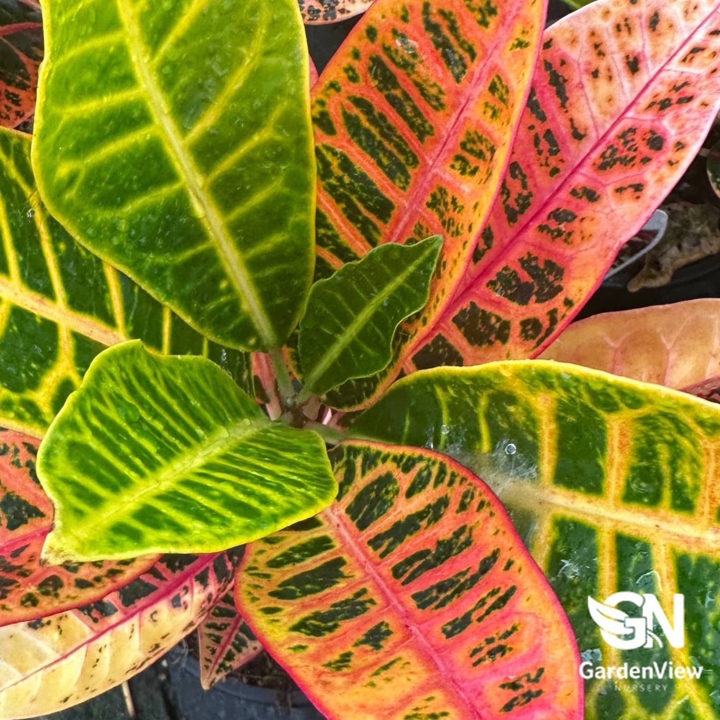 Codiaeum Croton - Indoor Plants - Garden View Nursery