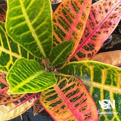 Codiaeum Croton - Indoor Plants - Garden View Nursery