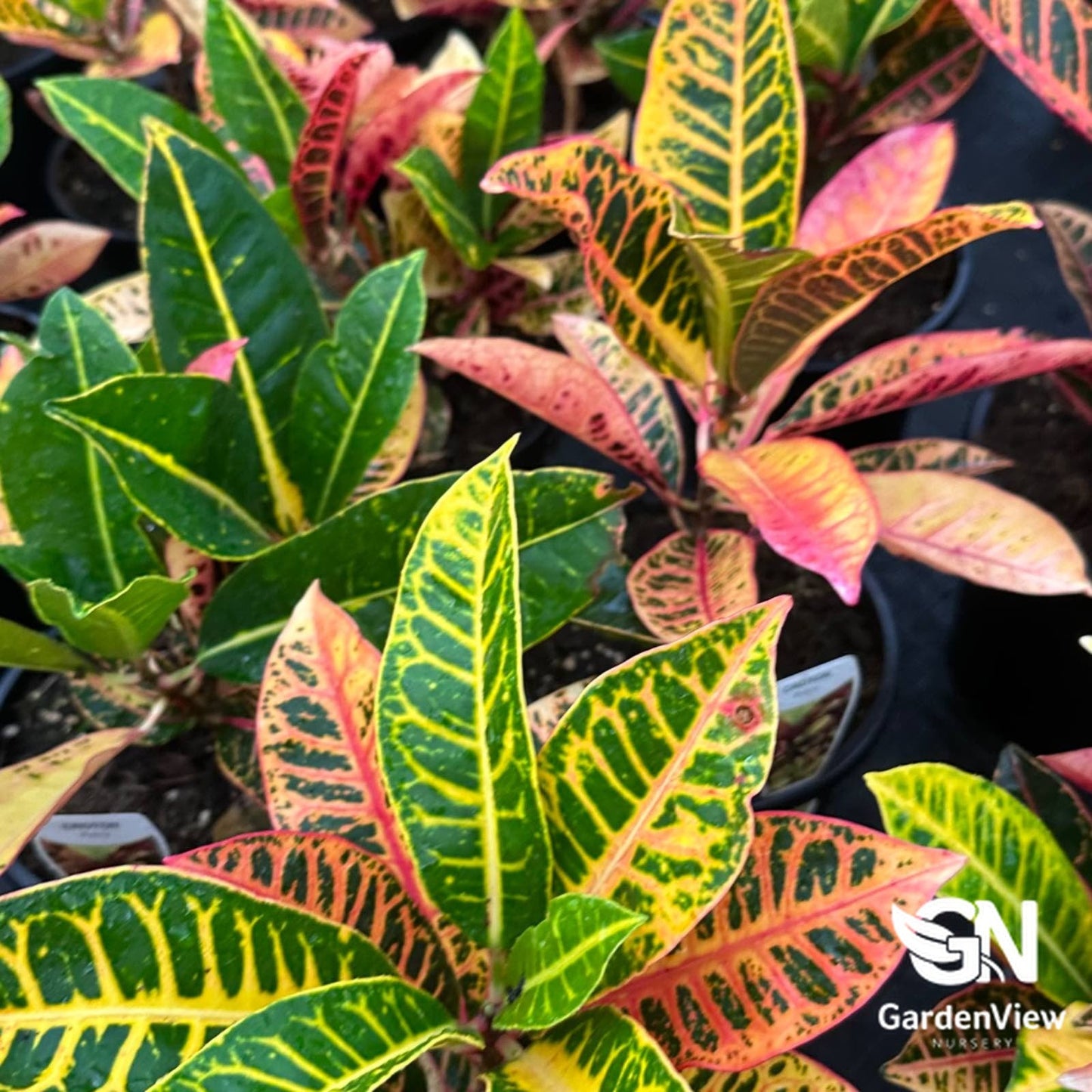 Codiaeum Croton - Indoor Plants - Garden View Nursery