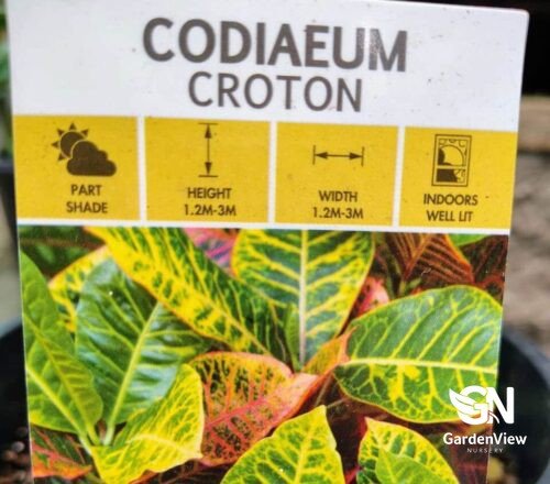 Codiaeum Croton - Indoor Plants - Garden View Nursery