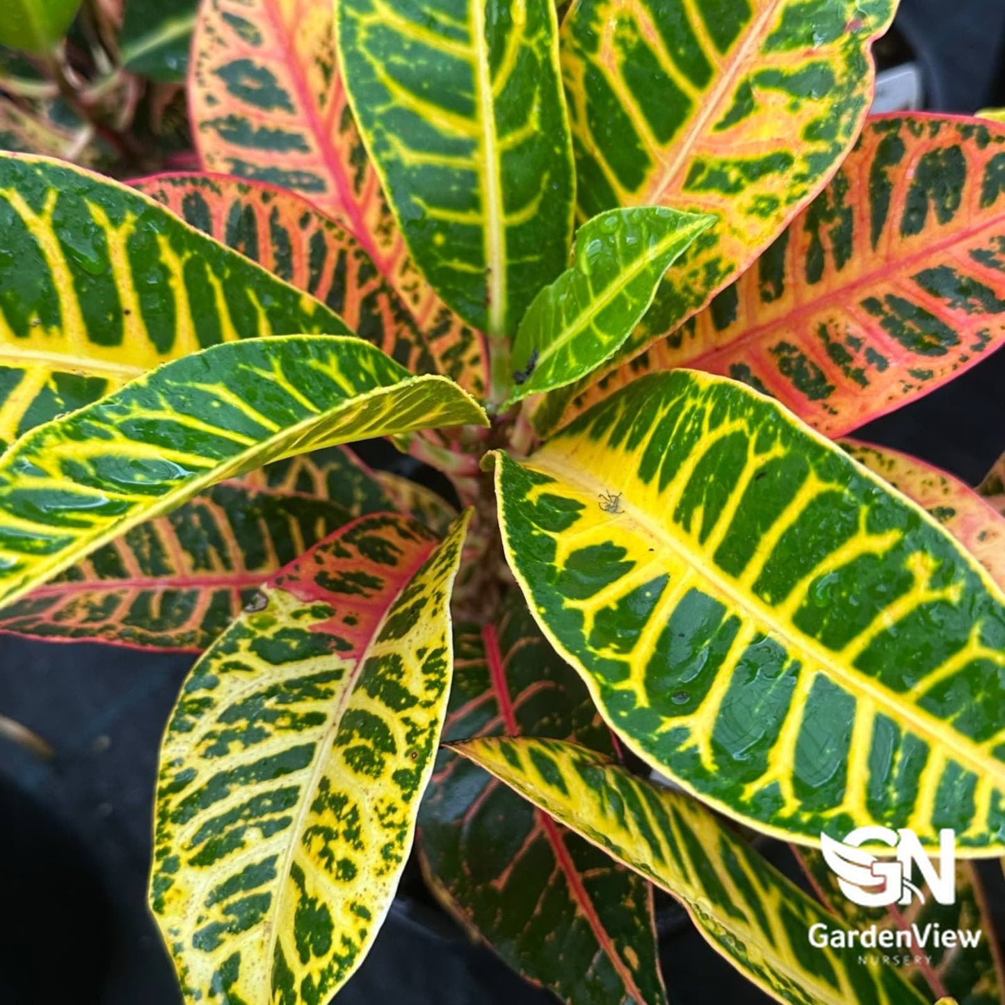 Codiaeum Croton - Indoor Plants - Garden View Nursery