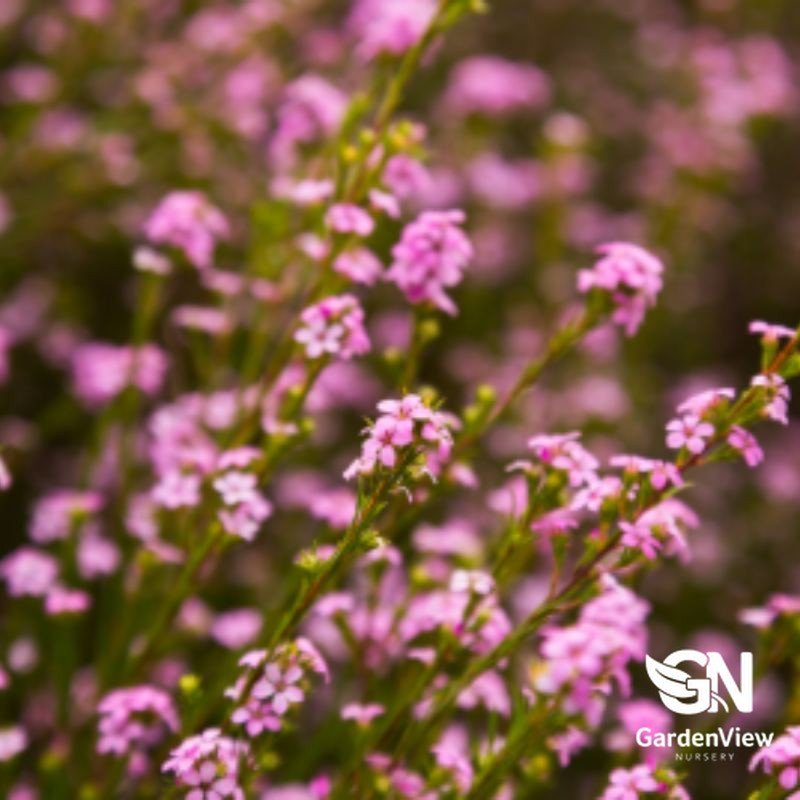 Coleonema Compactum Pink - Shrubs & Trees - Garden View Nursery