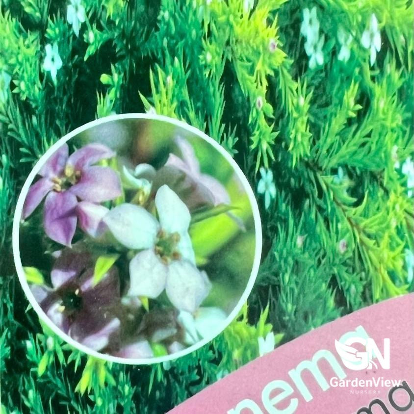 Coleonema Compactum Gold with pink and white flowers against green foliage background