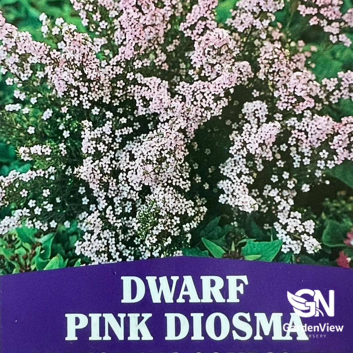 Coleonima Compactum (Dwarf) - Shrubs - Garden View Nursery