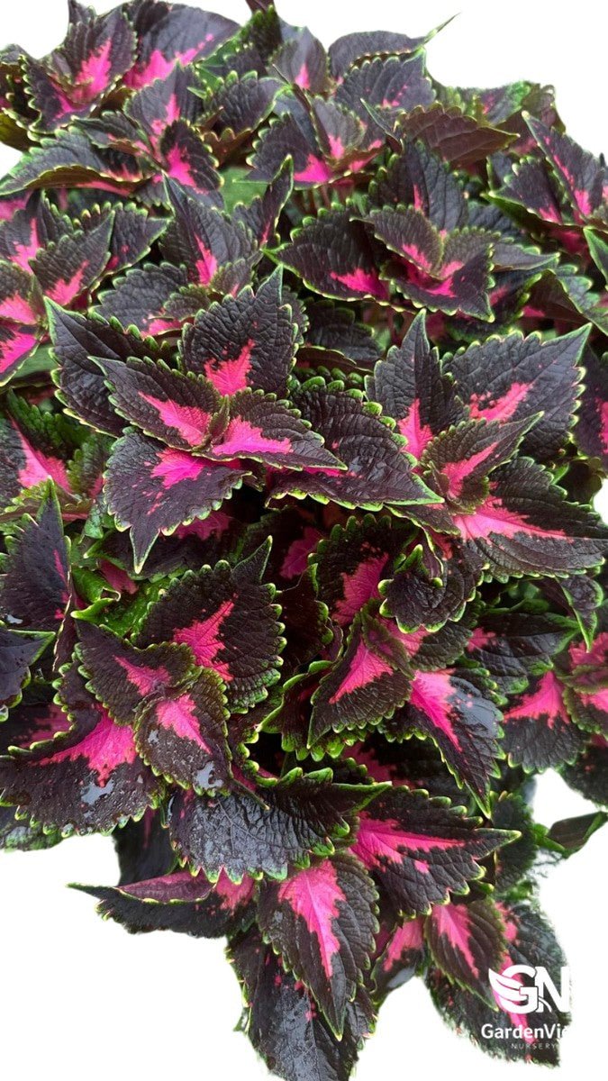 Coleus Mixed - Shrubs & Trees - Garden View Nursery
