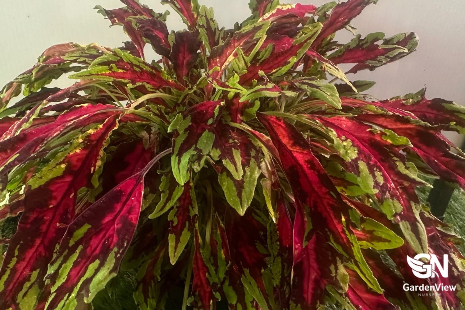 Coleus Wizard - Shrubs & Trees - Garden View Nursery