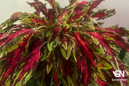 Coleus Wizard - Shrubs & Trees - Garden View Nursery