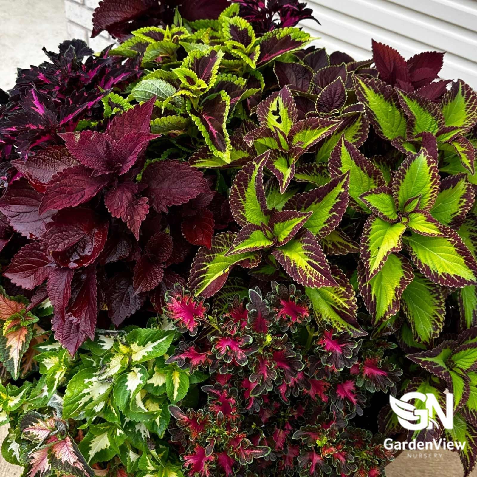 Coleus Wizard - Shrubs & Trees - Garden View Nursery