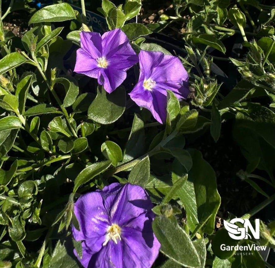 Convolvulus Mauritanicus (Blue Moon) - Shrubs & Trees - Garden View Nursery