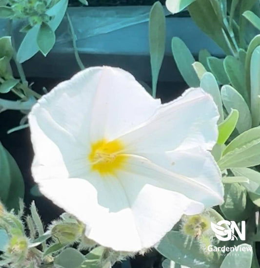 Convolvulus Sabatius (Prime White) - Shrubs & Trees - Garden View Nursery
