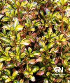 Coprosma Evening Glow - Shrubs & Trees - Garden View Nursery