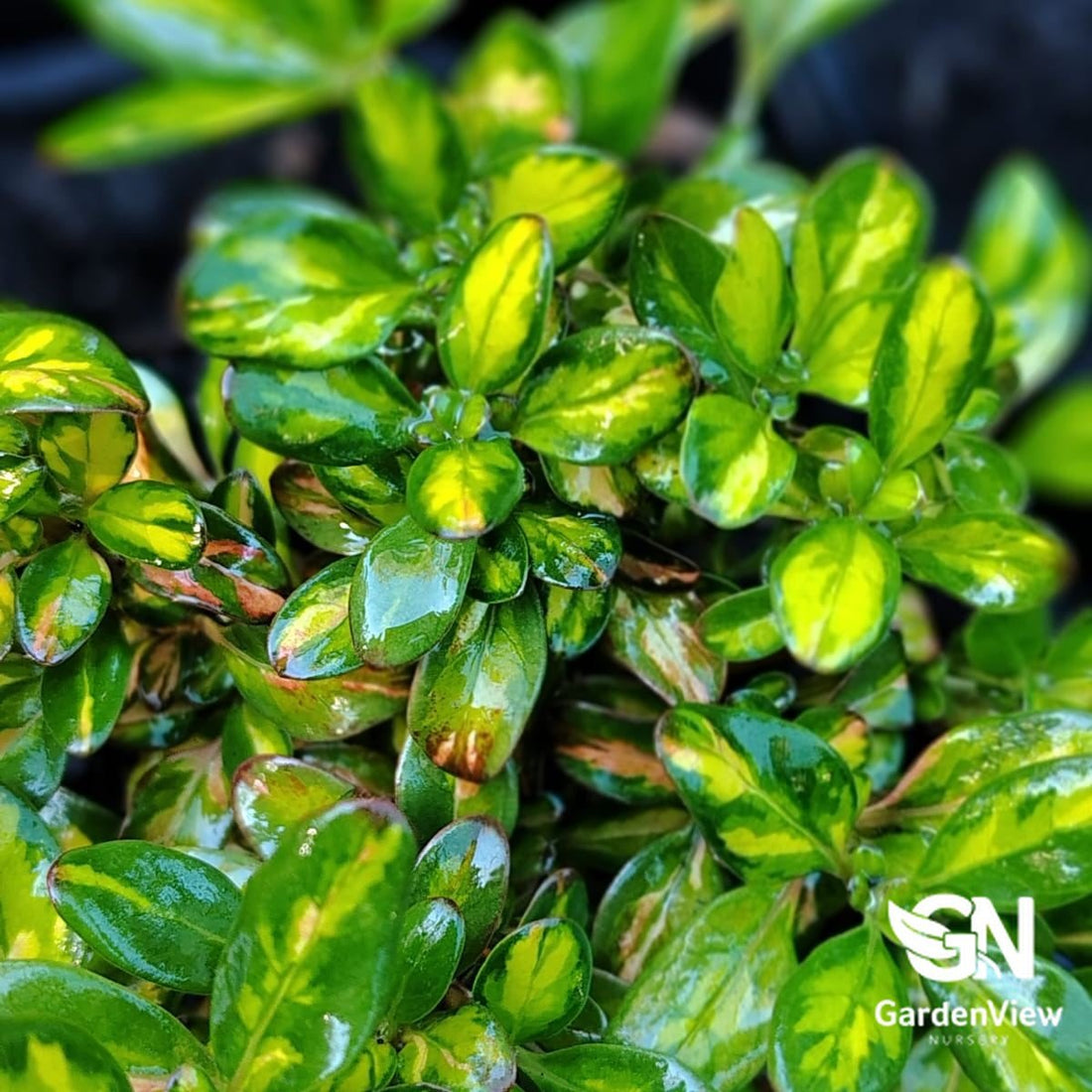 Coprosma Lemon & Lime - Shrubs - Garden View Nursery