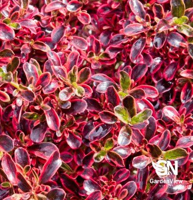 Coprosma Pacific Sunrise - Shrubs & Trees - Garden View Nursery