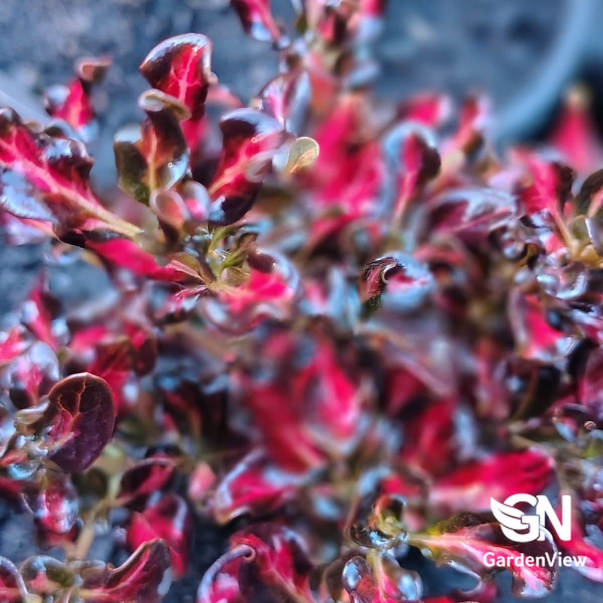 Coprosma Pacific Sunset - Shrubs & Trees - Garden View Nursery