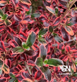 Coprosma Rainbow Surprise - Shrubs & Trees - Garden View Nursery