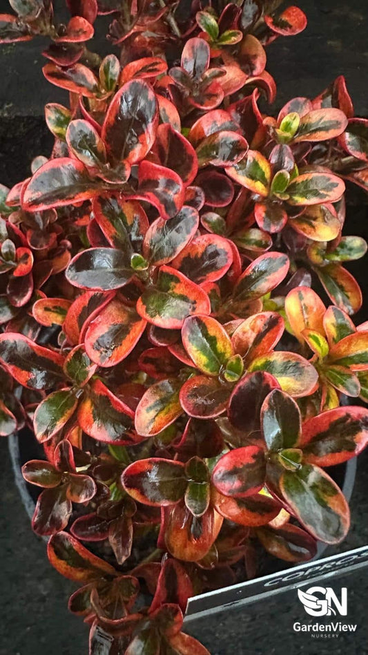 Coprosma Repens (Mirror Bush) - Shrubs & Trees - Garden View Nursery