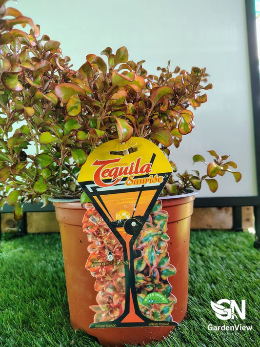 Coprosma Tequila Sunrise - Shrubs & Trees - Garden View Nursery