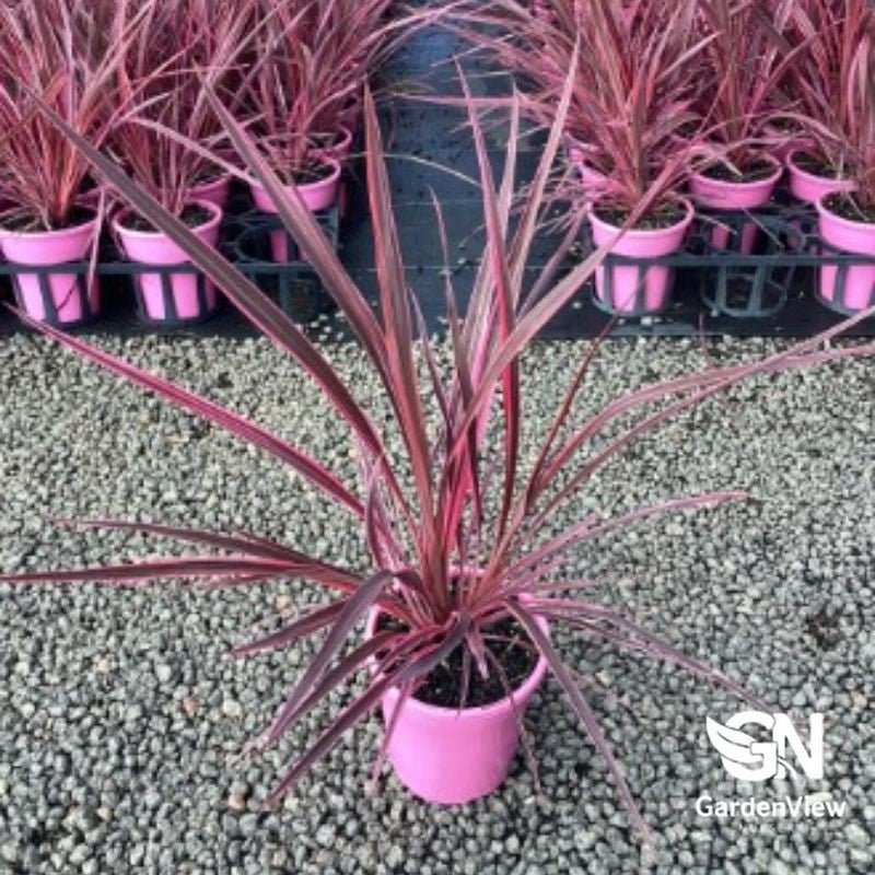 Cordyline Australis 'Electric Pink' - Palms & Tropical - Garden View Nursery