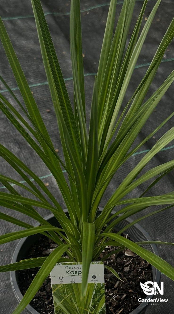 Cordyline Australis Kasper Green - Palms & Tropical - Garden View Nursery
