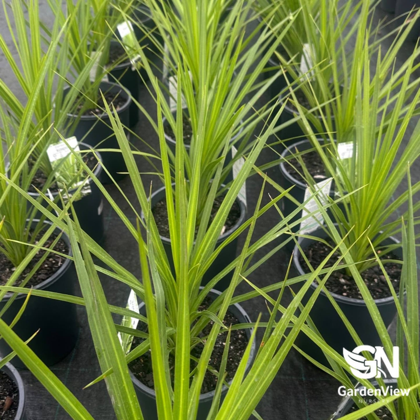 Cordyline Australis Kasper Green - Palms & Tropical - Garden View Nursery