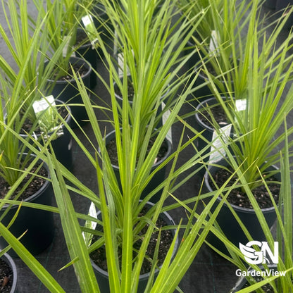 Cordyline Australis Kasper Green - Palms & Tropical - Garden View Nursery