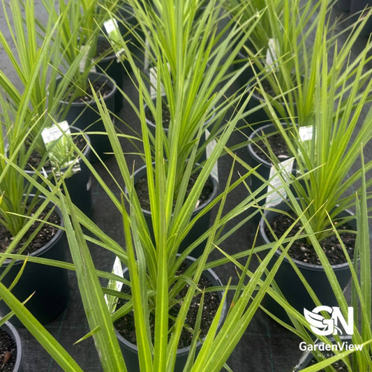 Cordyline Australis Kasper Green - Palms & Tropical - Garden View Nursery