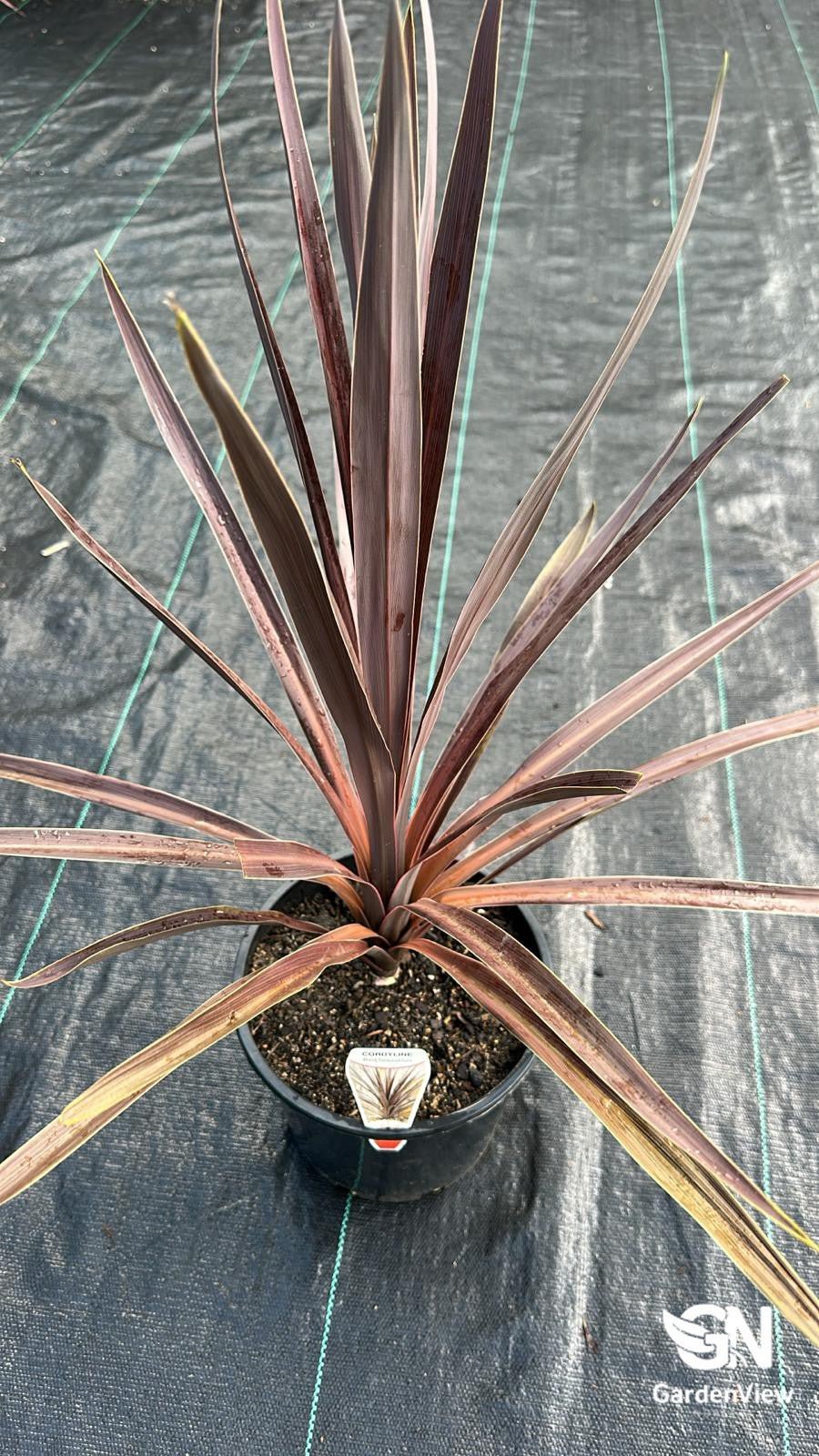 Cordyline Australis Red Sensational - Palms & Tropical - Garden View Nursery