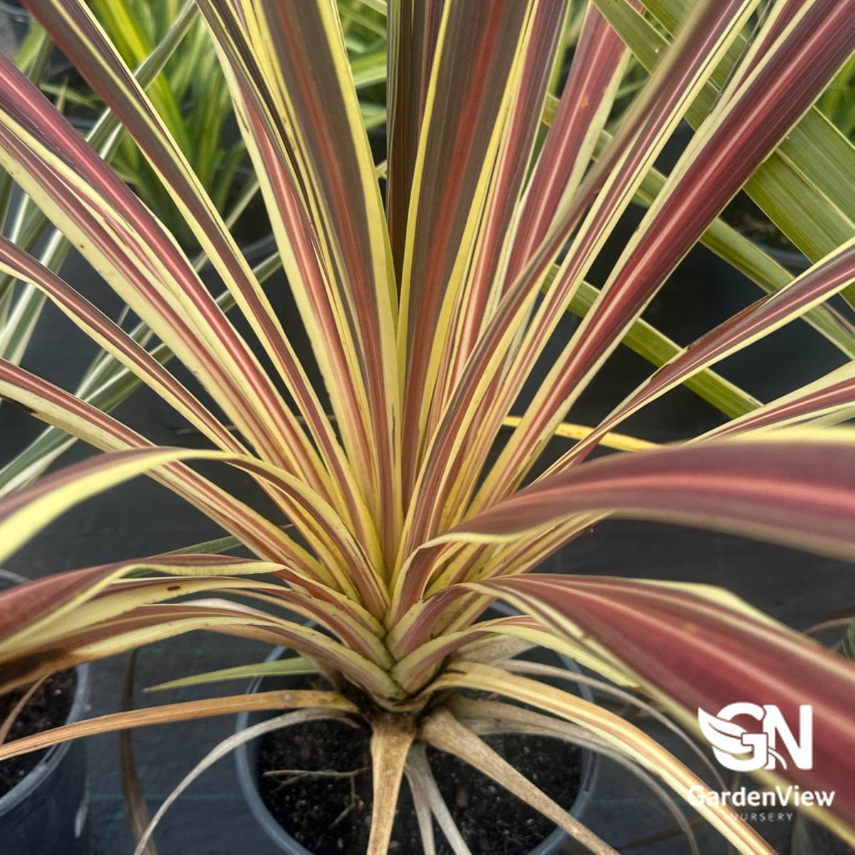 Cordyline Banksii 'Electric Star' - Palms & Tropical - Garden View Nursery