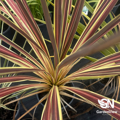 Cordyline Banksii 'Electric Star' - Palms & Tropical - Garden View Nursery