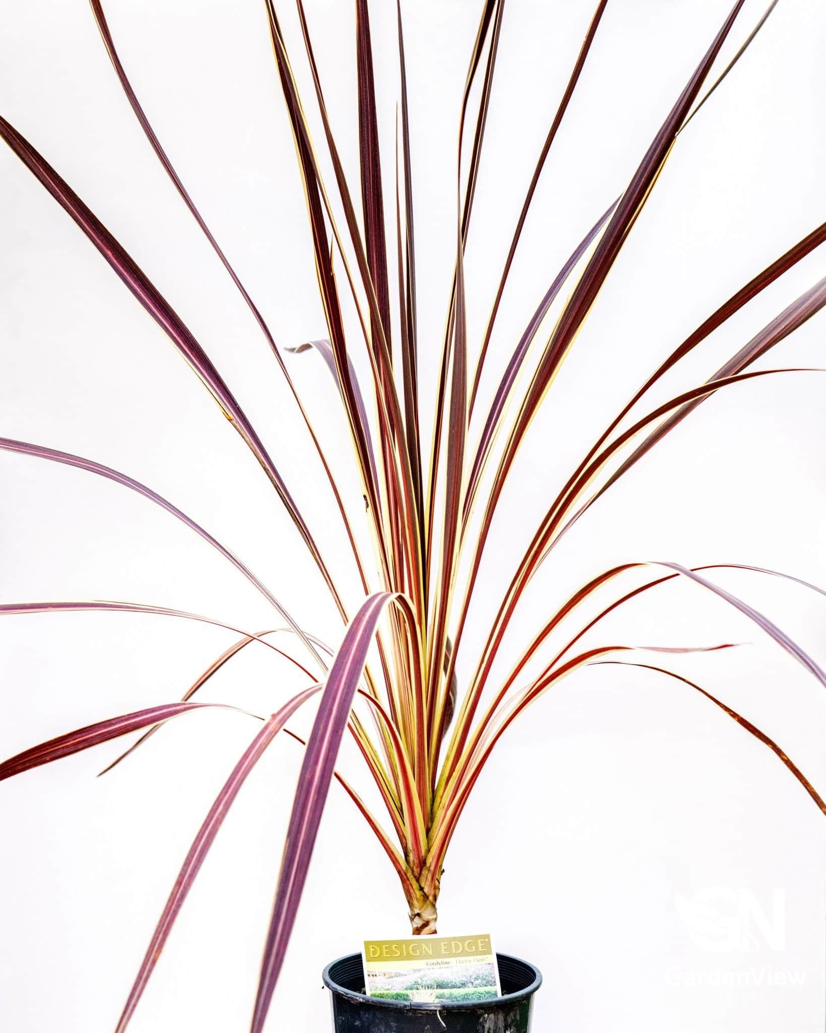 Cordyline Electric Flash - Palms & Tropical - Garden View Nursery