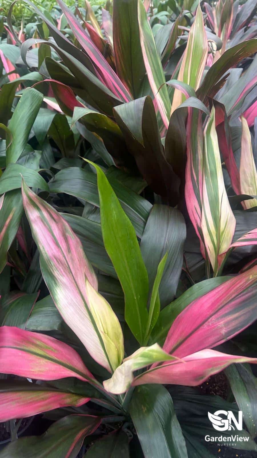 Cordyline Fruticosa Hilo Rainbow - Palms & Tropical - Garden View Nursery