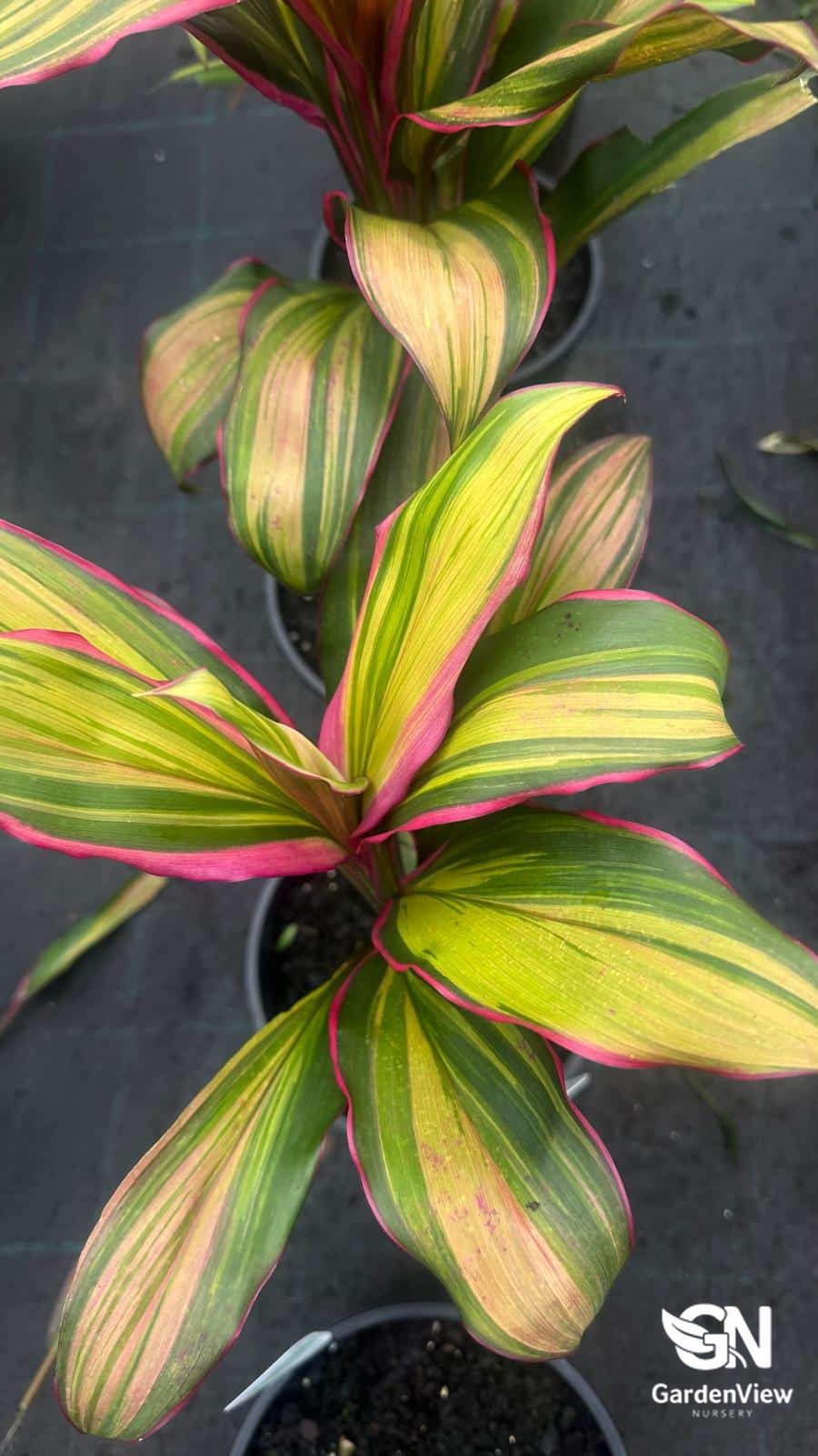 Cordyline Fruticosa Kiwi - Palms & Tropical - Garden View Nursery